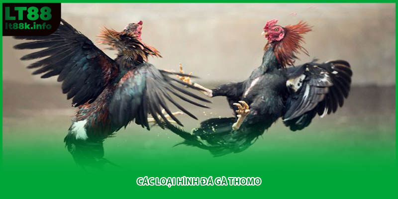 Các loại hình đá gà Thomo