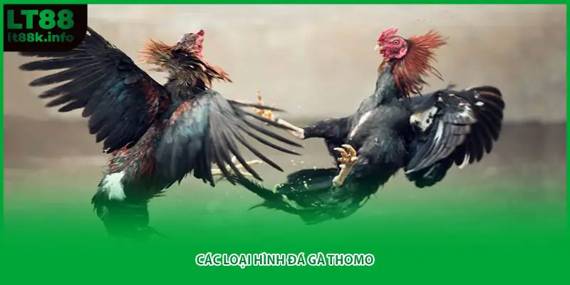 Các loại hình đá gà Thomo