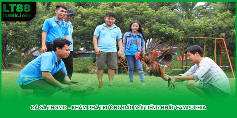 Đá Gà Thomo – Khám Phá Trường Đấu Nổi Tiếng Nhất Campuchia