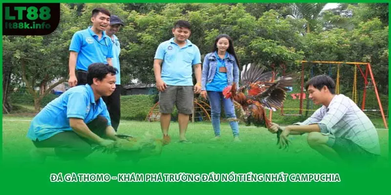 Đá Gà Thomo – Khám Phá Trường Đấu Nổi Tiếng Nhất Campuchia