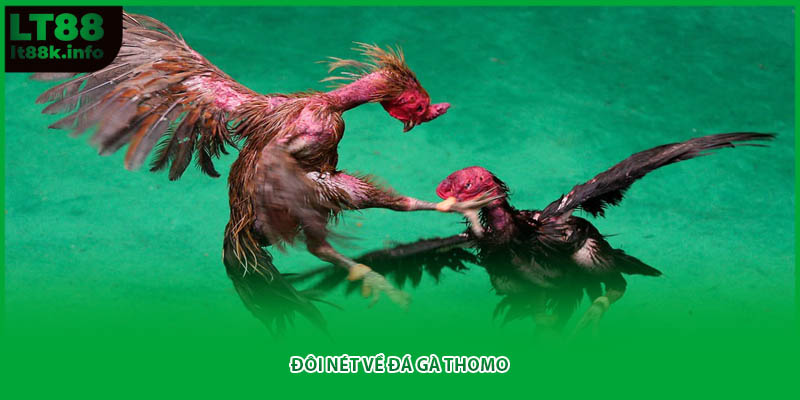 Đôi nét về đá gà Thomo