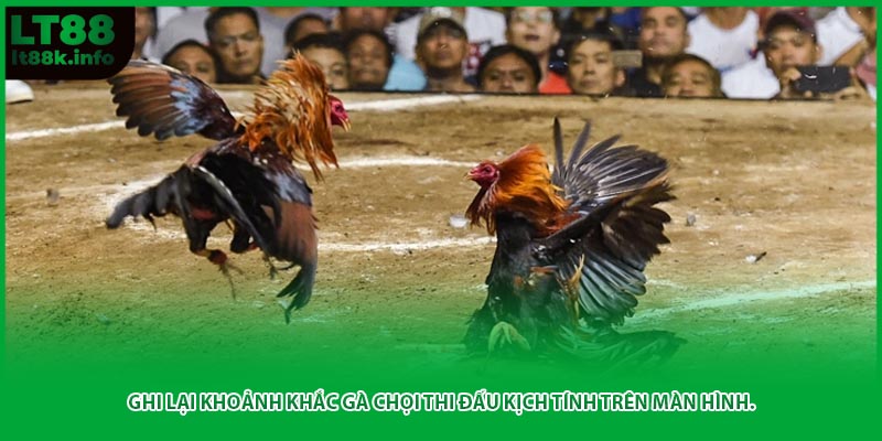 Ghi lại khoảnh khắc gà chọi thi đấu kịch tính trên màn hình.
