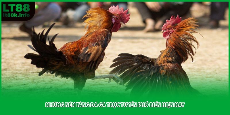 Những nền tảng đá gà trực tuyến phổ biến hiện nay