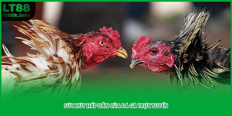 Sức hút hấp dẫn của đá gà trực tuyến
